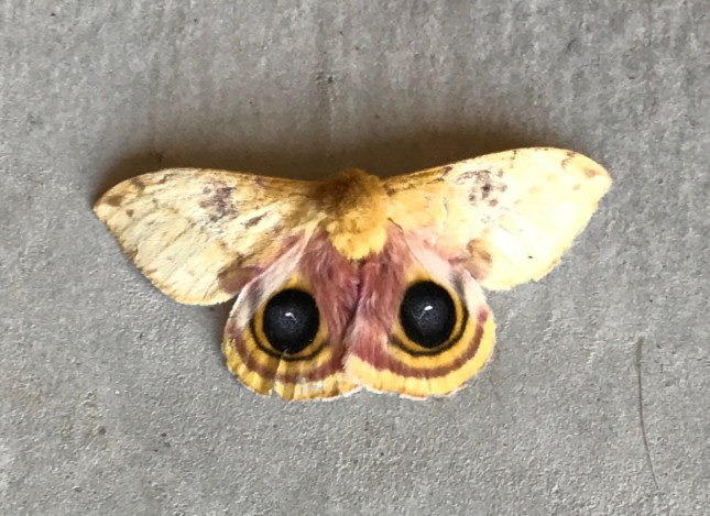 moth